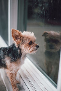 Close-up of a dog looking through window