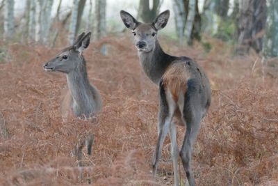 Portrait of animals in forest