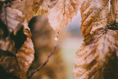 Close-up of icicles on plant during winter