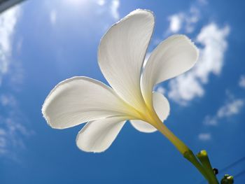 Low angle view of white flowering against blue sky