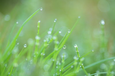 Close-up of wet grass during rainy season