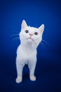 Close-up portrait of white cat against blue background