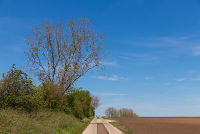 Road amidst trees against blue sky