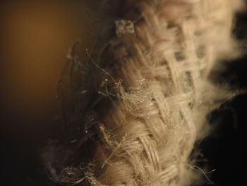 Close-up of leaf over black background