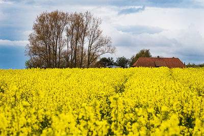 View of oilseed rape field against cloudy sky