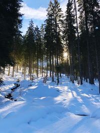 Snow covered trees in forest