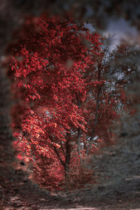 View of trees in forest during autumn