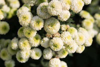 Close-up of white hydrangea