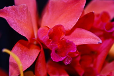 Close-up of pink rose flower