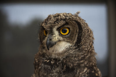 Close-up portrait of owl