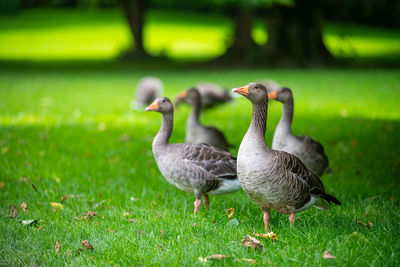 Mallard duck on field