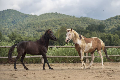 Horses in the field