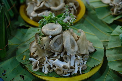 Close-up of mushrooms on leaves