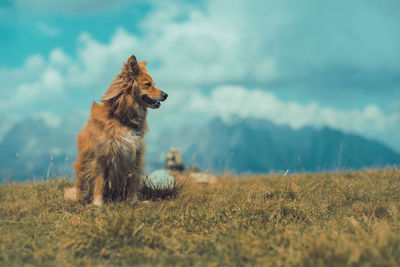 Dog looking away on field