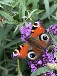 Close-up of butterfly pollinating on purple flower