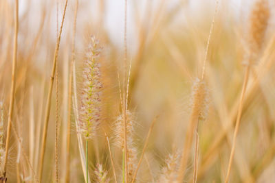 Grass flower