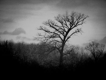 Bare trees on landscape