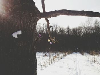Trees on snow covered landscape