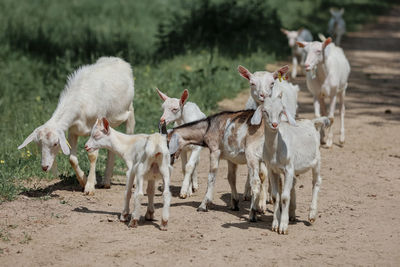 A herd of goats on the farm