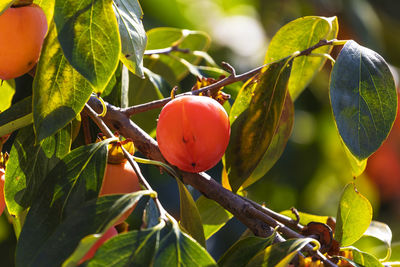 Close-up of red berries growing on tree