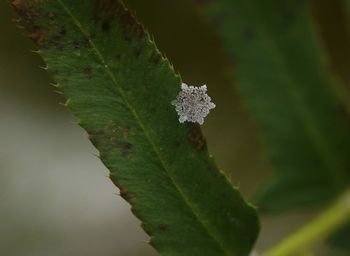 Close-up of snow on plant during winter