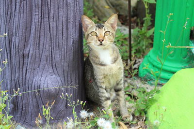 Portrait of cat sitting outdoors