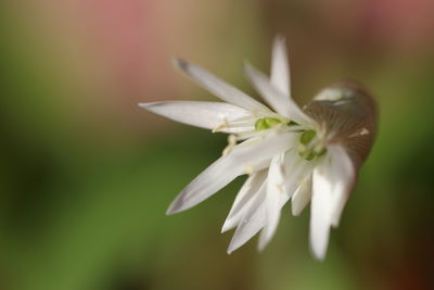 Close-up of white flowering plant