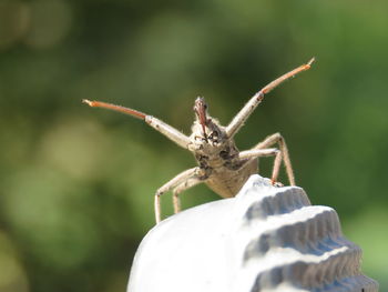 Close-up of insect