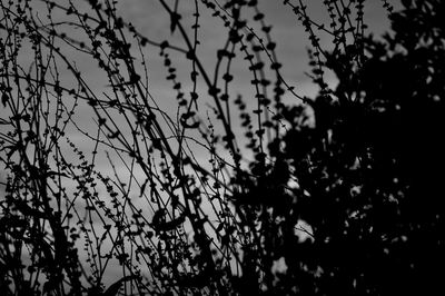 Close-up of silhouette plants against sky
