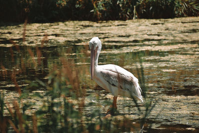 View of bird at lakeshore
