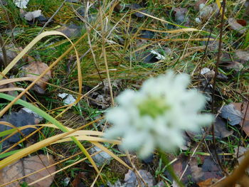 Plants growing on field