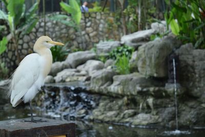 Side view of bird perching on wood at kuala lumpur bird park