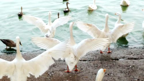 Birds in water