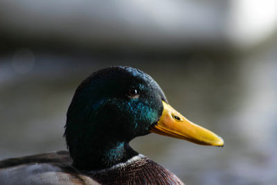 Close-up of duck