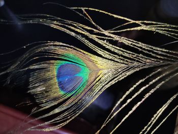 Close-up of multi colored feather against black background