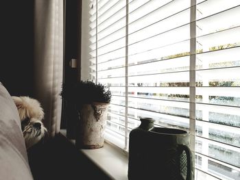 View of a dog looking through window