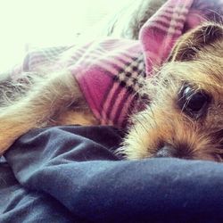 Close-up of dog sleeping on bed