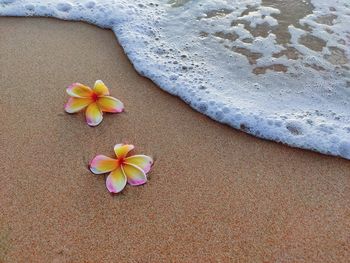 High angle view of rose on beach