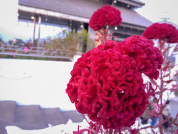 Close-up of red flowering plant against building