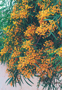 Close-up of yellow flowering plant