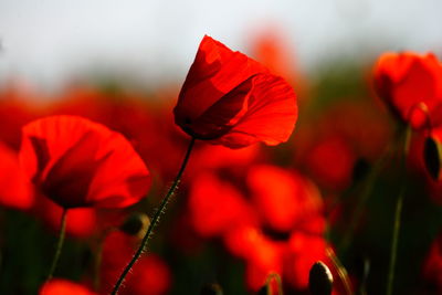 Close-up of red poppy flowers