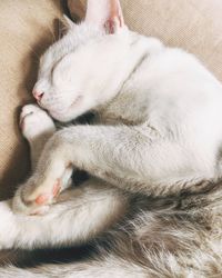 Close-up of cat sleeping