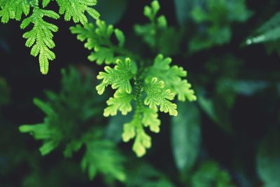 Close-up of fresh green leaves