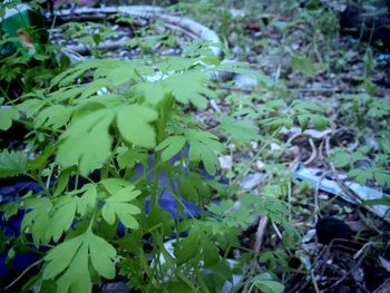 Close-up of plants