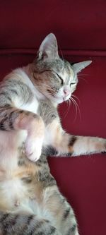 High angle view of cat lying down