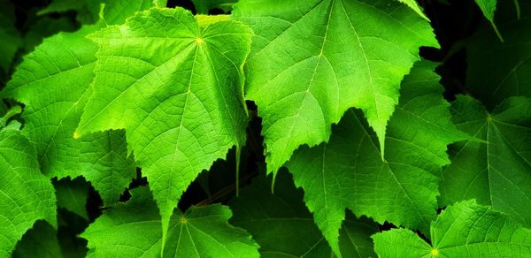 Full frame shot of leaves