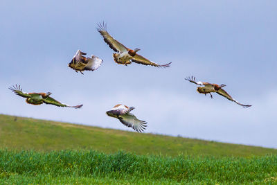 Low angle view of great bustards flying over grassy field against sky