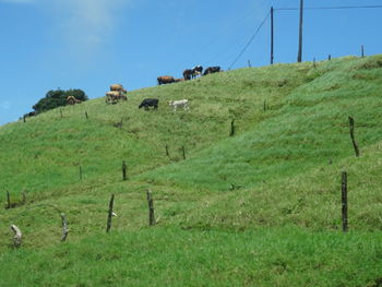 Sheep on field against sky