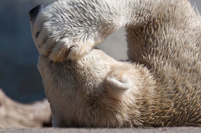 Polar bear lying on concrete at zoo