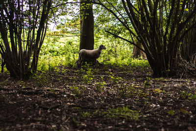 Cat lying on ground in forest